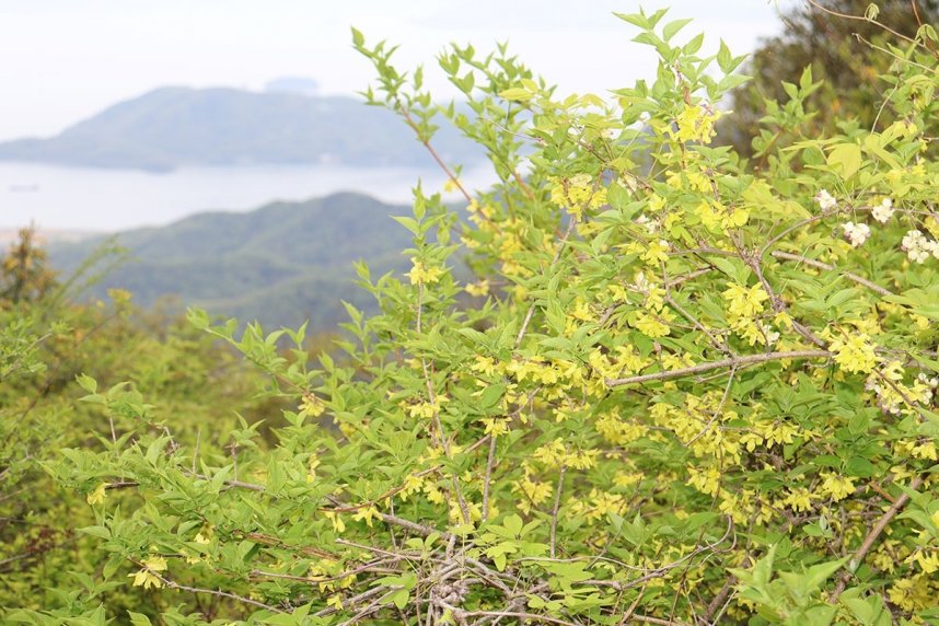 黄色くかれんな花を咲かせたショウドシマレンギョウ＝香川県小豆郡小豆島町、寒霞渓