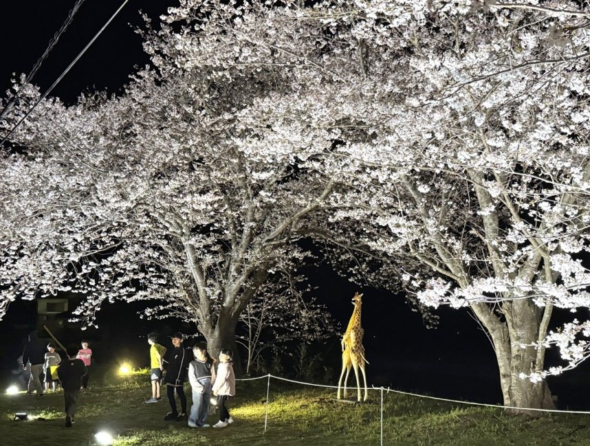 ライトアップされた桜と造形作品を楽しむ子どもたち＝香川県東かがわ市小海