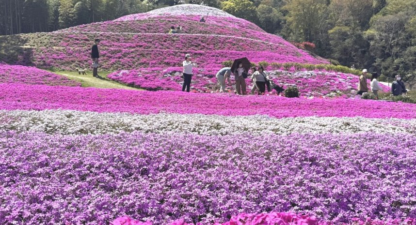見頃を迎えて咲き誇るシバザクラ＝香川県東かがわ市帰来