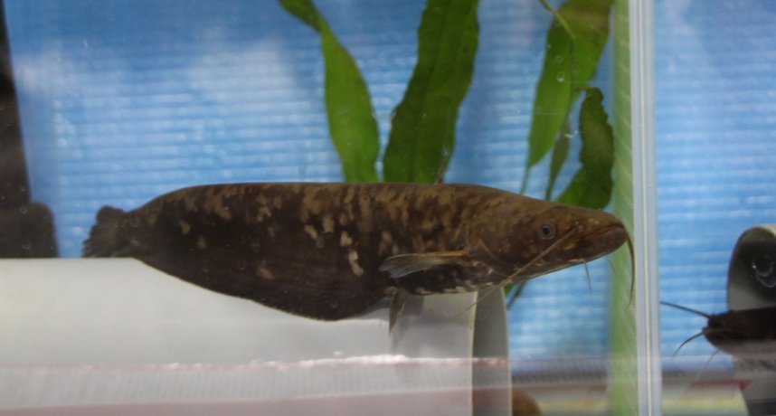 日本固有種の一つ「イワトコナマズ」