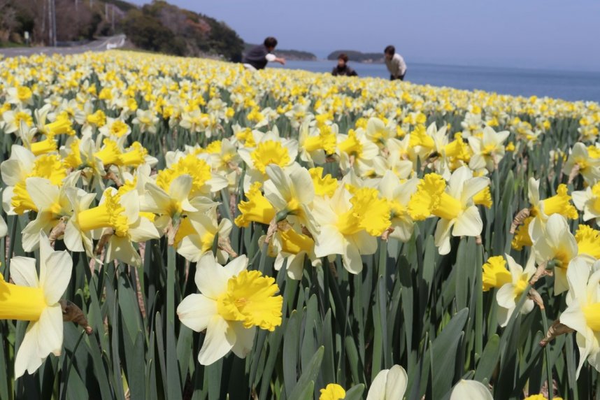 春の日差しを受けて鮮やかに輝くラッパスイセン＝香川県小豆郡土庄町長浜