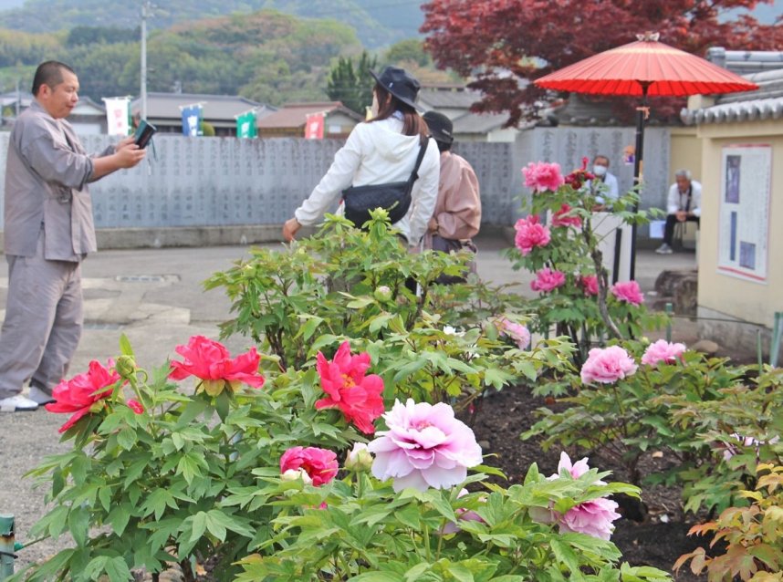 薬王寺の境内で豪華な大輪の花をつけるボタン＝香川県三豊市山本町