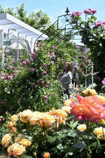 多種多様なバラと季節の草花が咲き乱れる「ガーデン四季」＝香川県高松市勅使町