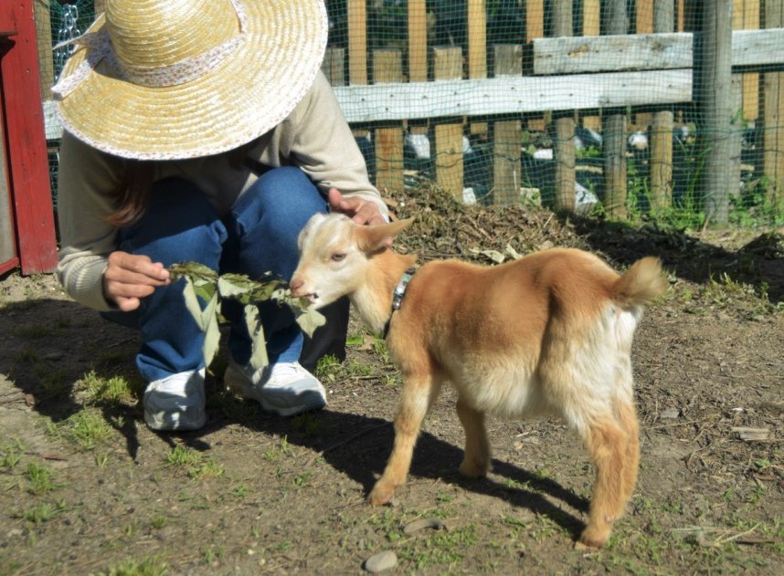 スタッフから餌をもらうマイクロヤギのペーター＝香川県高松市仏生山町、仏生山の森