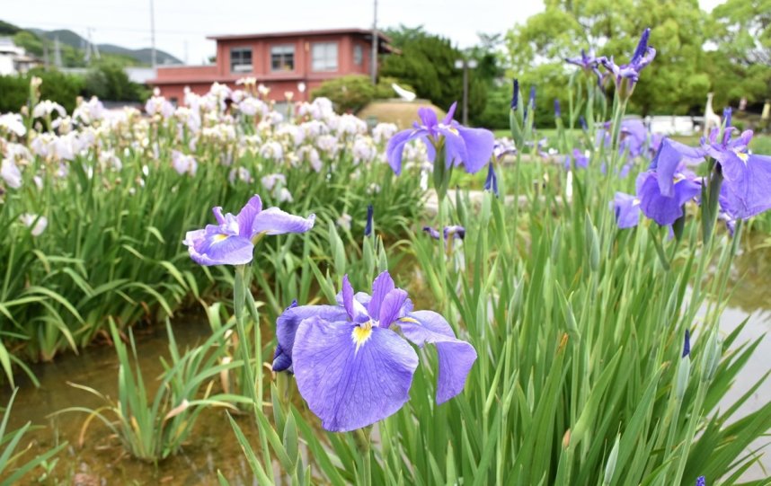 今年で一般開放を終えるかわつ花菖蒲園＝香川県坂出市川津町