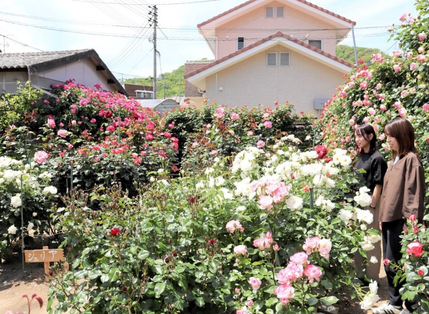 華やかな色合いと香りで訪れた人を引き付けるバラ＝香川県小豆郡土庄町