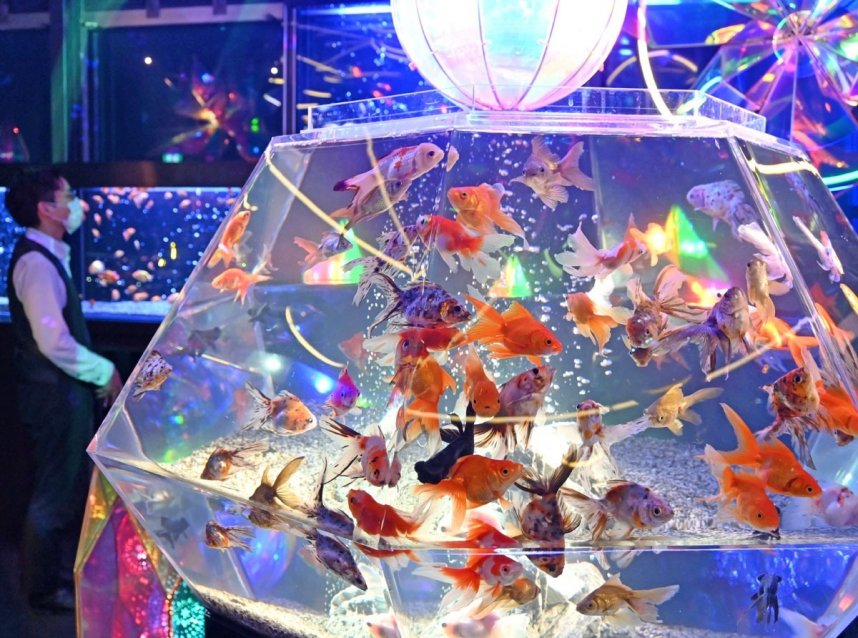 ソラキン５階の「天空の煌めき」ゾーン。万華鏡のような幻想的な空間を金魚が泳いでいる＝香川県綾歌郡宇多津町浜一番丁