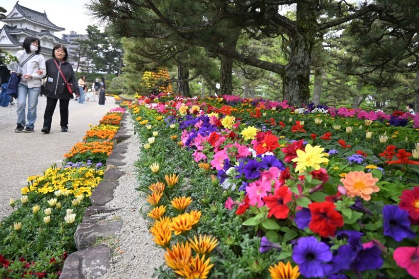 会場では色とりどりの花と松並木が共演し、来場者を楽しませている＝香川県高松市玉藻町、玉藻公園
