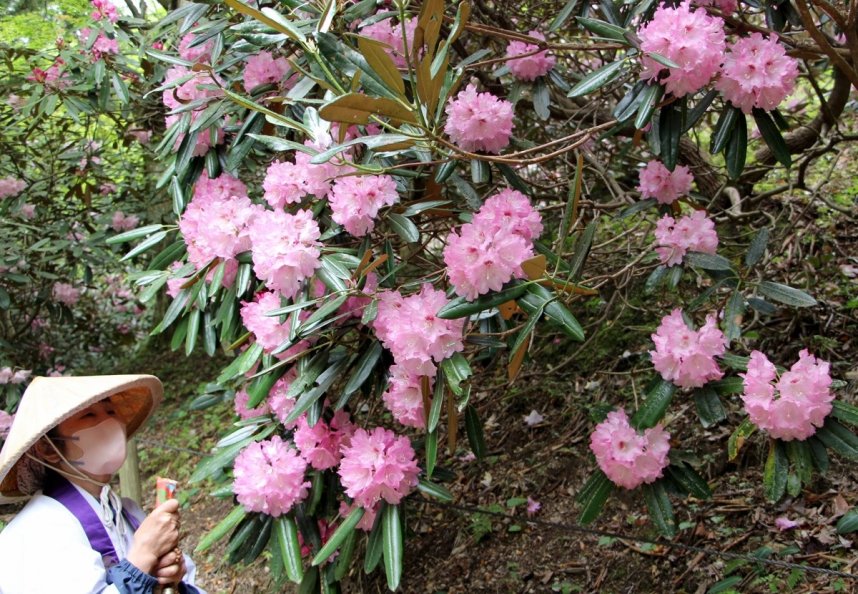 淡いピンク色の花を咲かせ、見頃を迎えたシャクナゲ＝香川県さぬき市多和