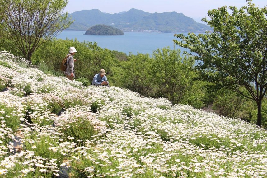 瀬戸内海に面した山の斜面に咲き誇るマーガレット＝香川県三豊市詫間町、志々島