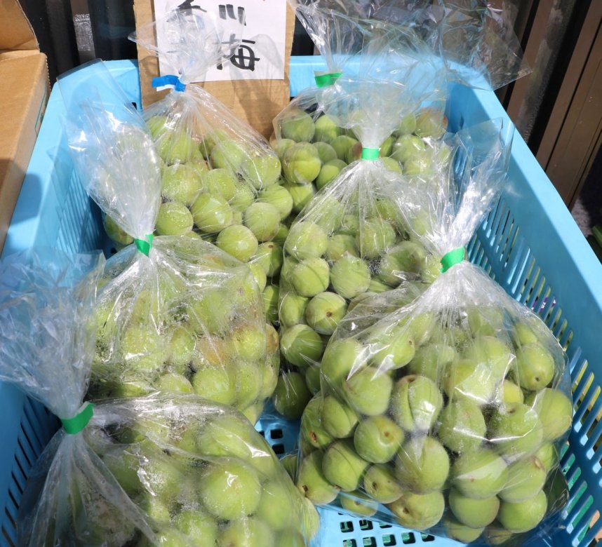 県産の青梅はジュースに、梅酒に人気