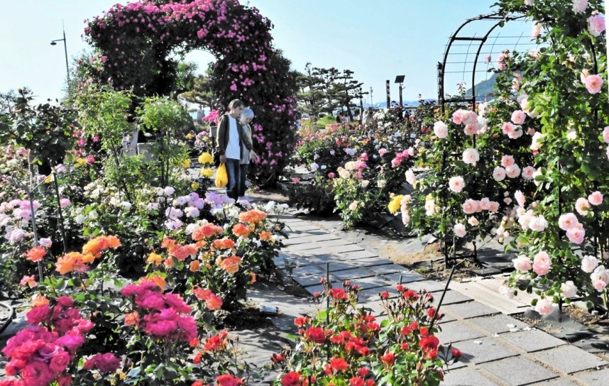 大小さまざまなバラで彩られたサンポートのバラ園＝香川県高松市サンポート