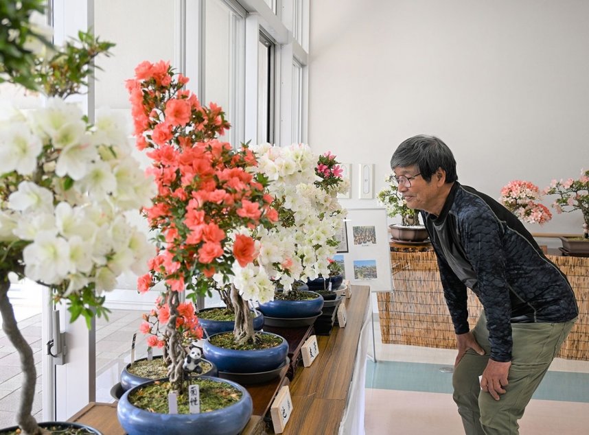 個性豊かな鉢植えが並ぶサツキ展＝香川県高松市生島町、下笠居コミュニティセンター