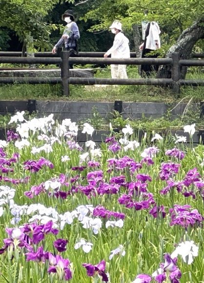 梅雨の中休みを涼しそうに彩っているハナショウブ＝香川県さぬき市長尾名、県立亀鶴公園
