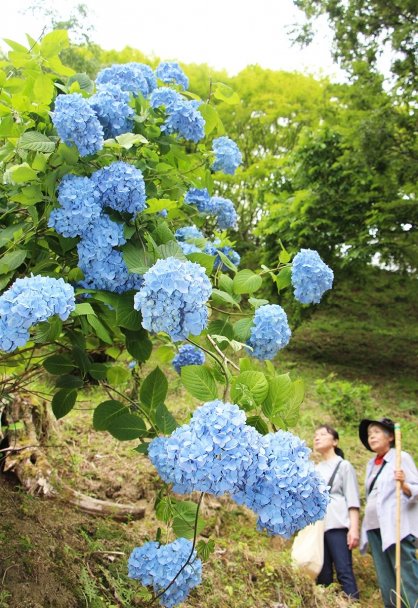 色づきを増している大窪寺近くのアジサイ＝香川県さぬき市多和