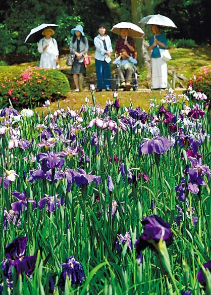 多彩な色の花を咲かせ、来園者を魅了するハナショウブ＝香川県高松市栗林町、栗林公園
