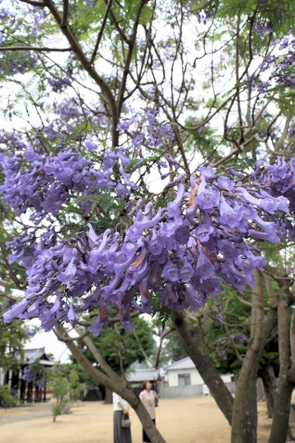 青紫色のかれんな花を咲かせるジャカランダ＝香川県善通寺市金蔵寺町、金倉寺