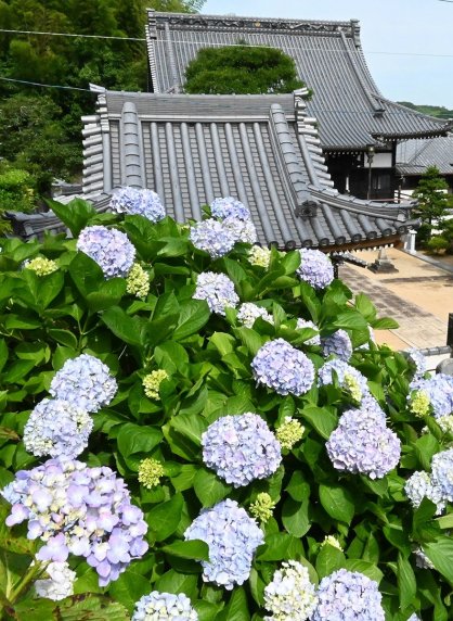 敷地内を華やかに彩るアジサイ＝香川県高松市西植田町、勝名寺