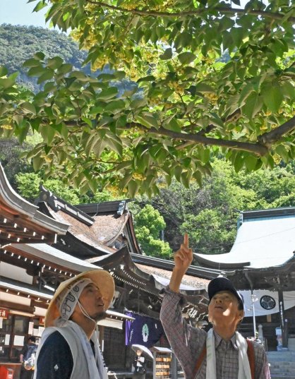 境内を彩るボダイジュの花＝香川県高松市牟礼町、八栗寺