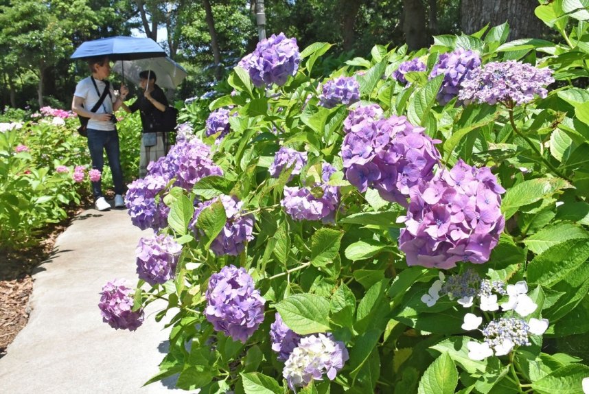 見頃を迎えた番の州公園のアジサイ＝香川県坂出市