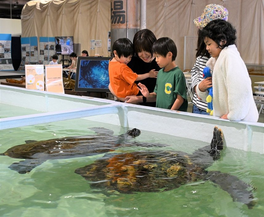 間近で見るカメの大きさに驚く子どもたち＝香川県高松市瀬戸内町、市場水族館
