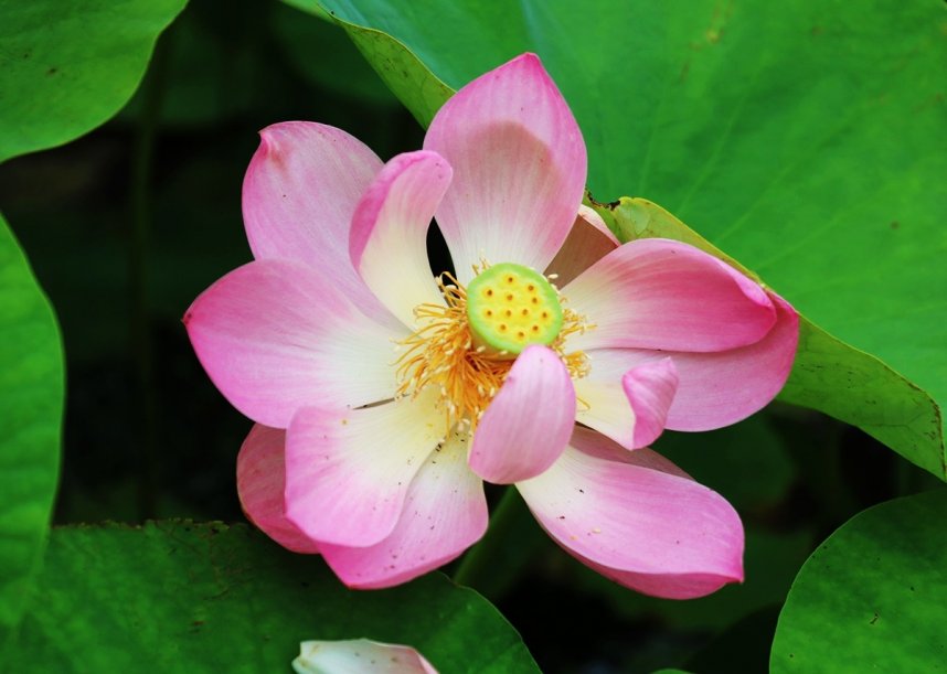 鮮やかなピンク色の花を咲かせている地蔵寺の古代ハス＝香川県三豊市高瀬町