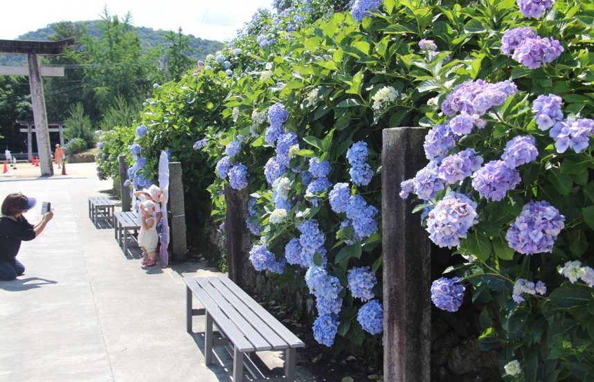 「粟井あじさい祭り」で写真撮影を楽しむ家族連れら＝香川県観音寺市粟井町、粟井神社