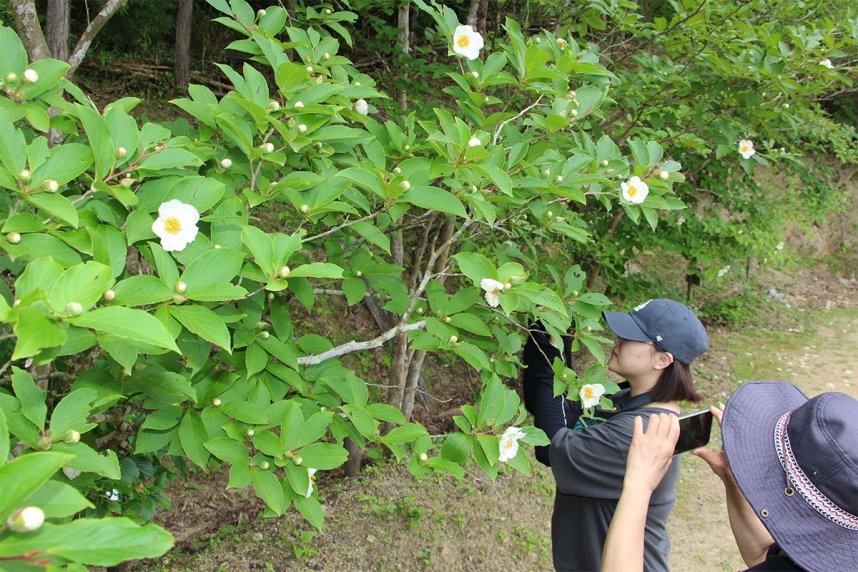 純白のかれんな花を咲かせ始めたナツツバキ＝香川県さぬき市多和