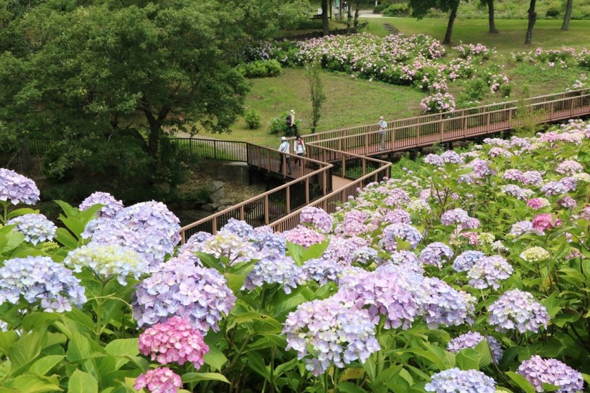 色とりどりに咲き誇るアジサイ＝香川県仲多度郡まんのう町吉野、国営讃岐まんのう公園