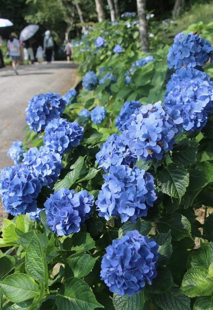 ひときわ目を引く鮮やかな濃い青色のアジサイ＝徳島県三好市、雲辺寺