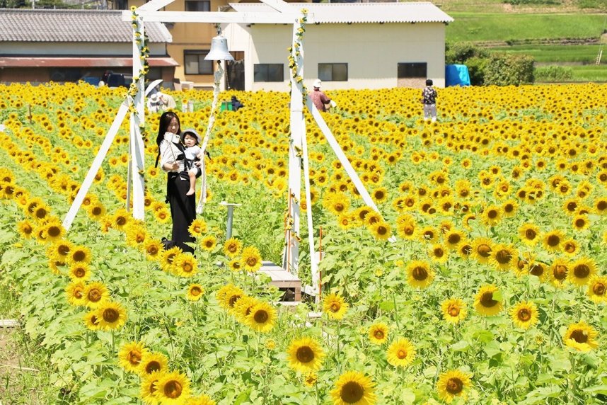 ヒマワリ畑を散策する親子連れら＝香川県仲多度郡まんのう町帆山